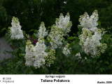 Syringa vulgaris 'tatiana Poliakova'