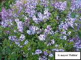 Syringa meyeri 'Palibin' in flower