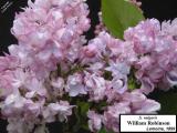 Syringa vulgaris
'William Robinson'