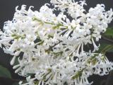 Syringa x 'Albida'