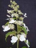 Hydrangea paniculata 'Kyushu flowers'